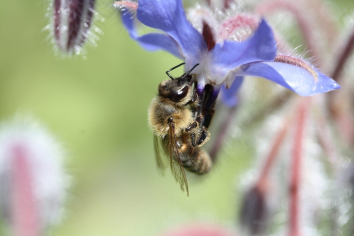 【アピセラピー】～ミツバチの恩恵で身体を癒す～