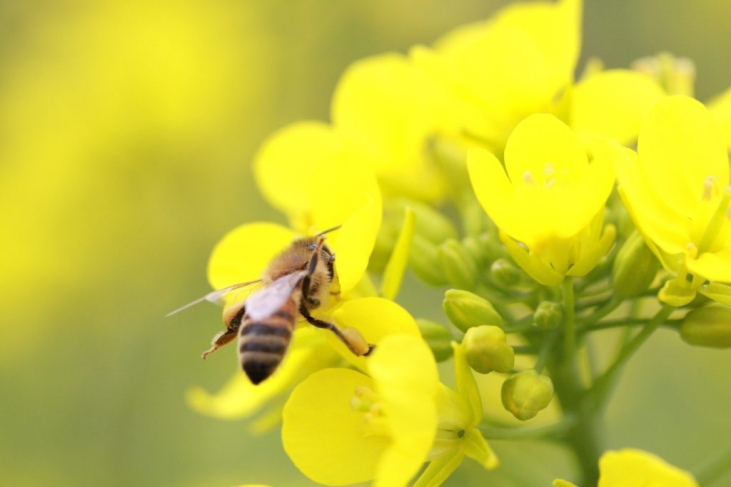 【ミツバチ】L’abeille ラベイユ(ミツバチ)について