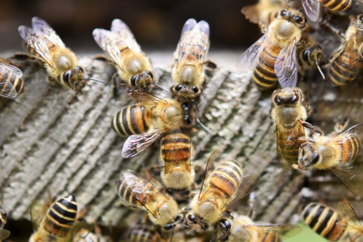【ミツバチ】L’abeille ラベイユ(ミツバチ)について