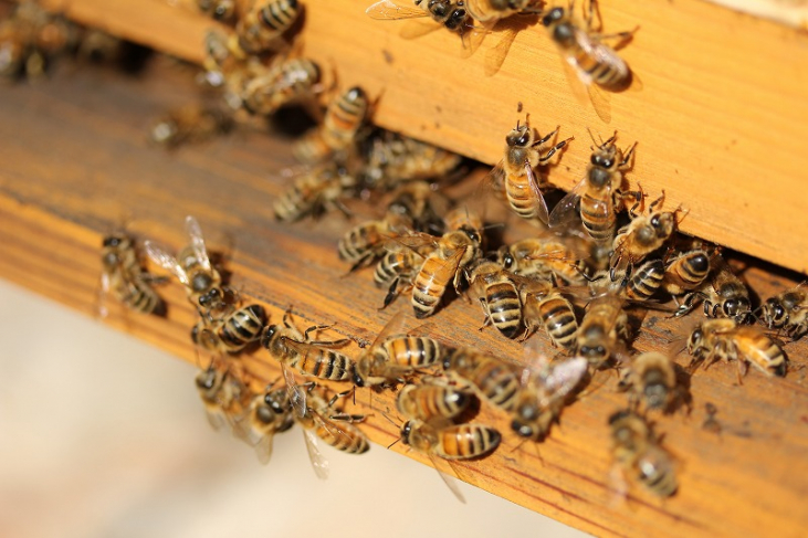 【ミツバチ】L’abeille ラベイユ(ミツバチ)について