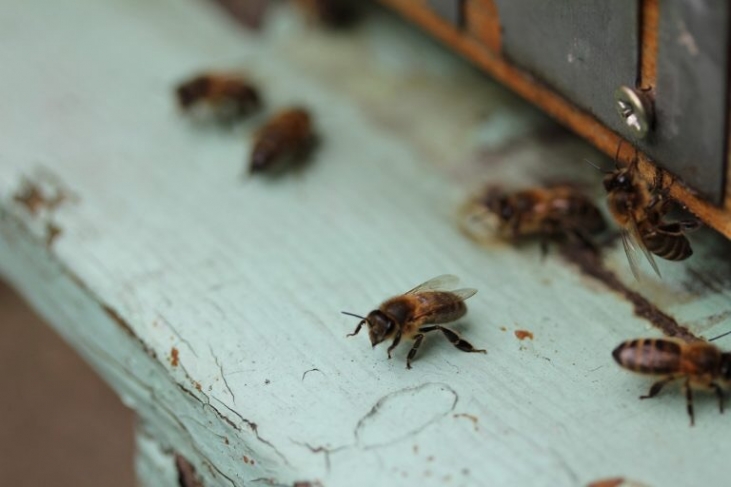 【ハチミツ】Mielハチミツは「花の蜜」ではない