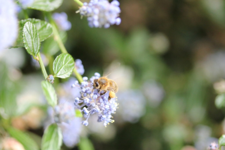 1匹のミツバチが一生かけて作ることができるハチミツ量は「ティースプーン1杯」