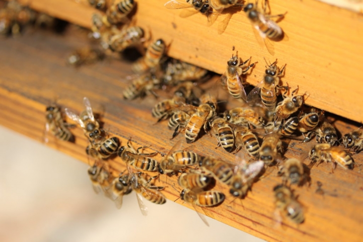 1匹のミツバチが一生かけて作ることができるハチミツ量は「ティースプーン1杯」