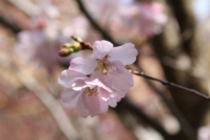 パリの桜