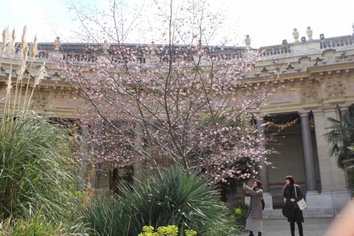 パリの桜