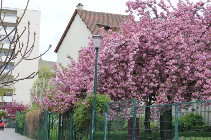 パリの桜