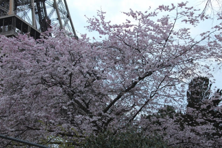 パリの桜