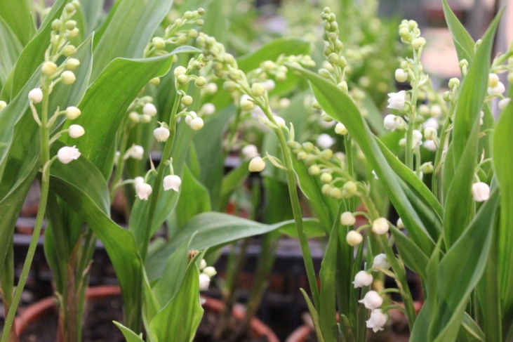 幸せを運ぶスズランの日 【la fête du muguet】