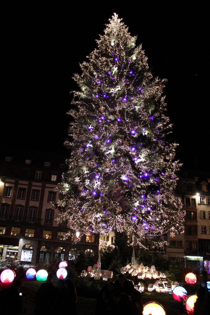 フランス ストラスブール【Grand Sapin 巨大クリスマスツリー ...