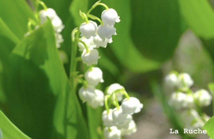 幸せを贈る♡Muguet スズランキャンディ