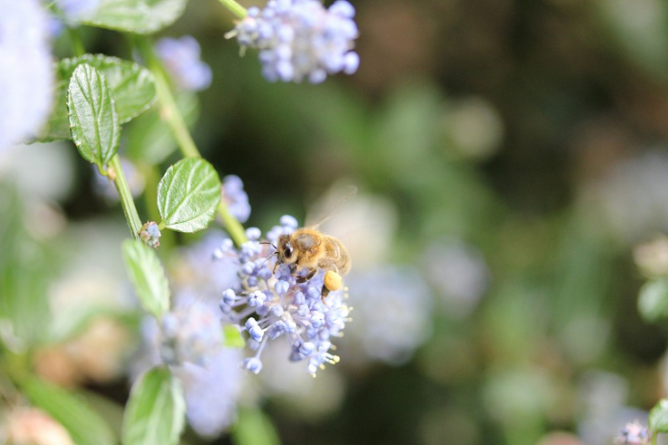 【ハチミツ】「花の蜜」と「ハチミツ」の成分・糖分の違い・ミツバチが持つ酵素