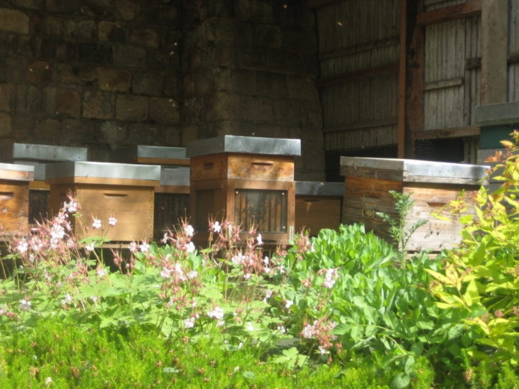 【ハチミツ】Les Abeilles レザベイユの Miel＜ハチミツ＞　自然からの贈り物