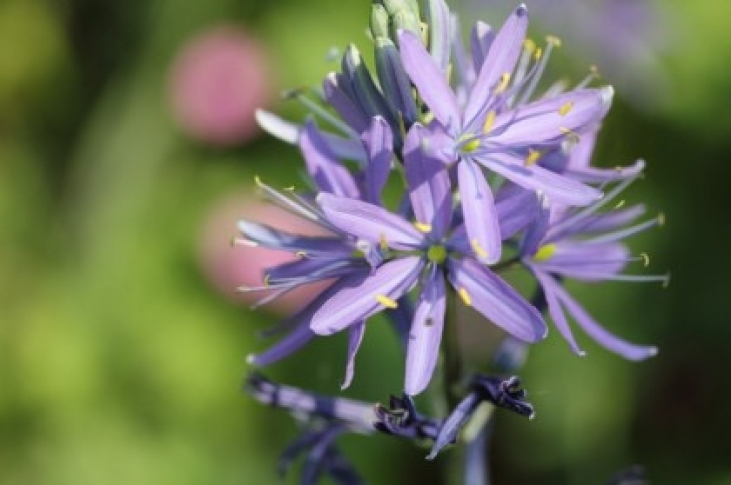 【ハチミツ】花の蜜とハチミツの成分比較