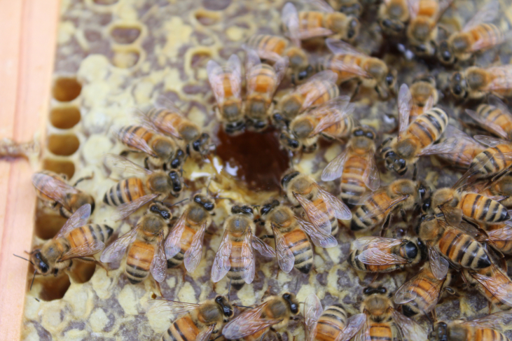 【ハチミツ】花の蜜とハチミツの成分比較
