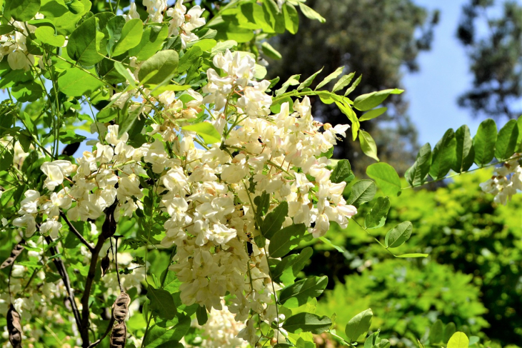 【ハチミツ】アカシアはちみつの蜜源はミモザ？