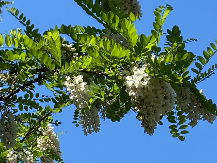 【ハチミツ】アカシアはちみつの蜜源はミモザ？