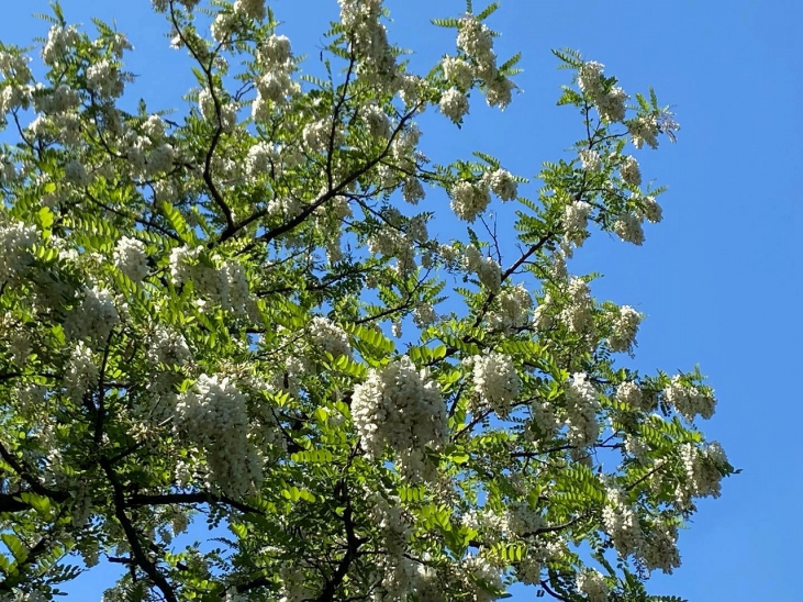 【ハチミツ】アカシアはちみつの花（植物）ニセアカシアとは