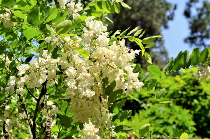 【ハチミツ】アカシアはちみつの花（植物）ニセアカシアとは