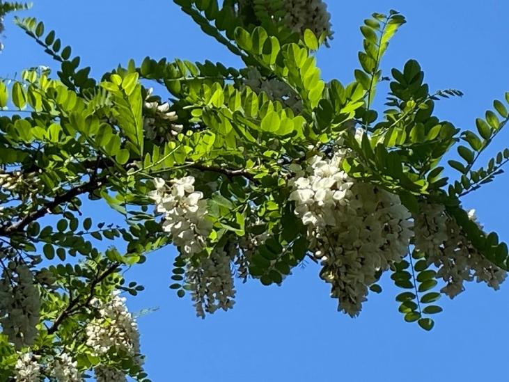 【ハチミツ】アカシアはちみつの花（植物）ニセアカシアとは