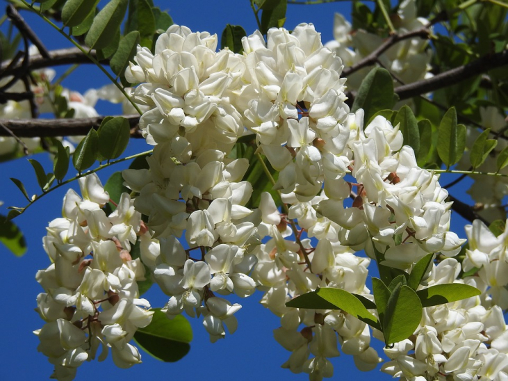 【ハチミツ】アカシアはちみつの花（植物）ニセアカシアとは