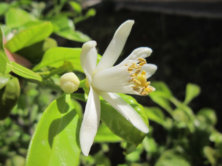 【ハチミツ】シトロニエ（レモンの花）はちみつの特徴