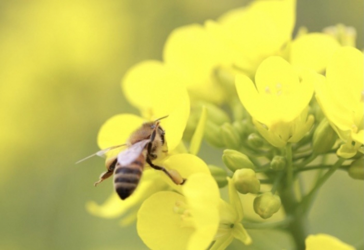 レポート Table d'hôte 第35回 【Un monde d'abeilles ミツバチの世界】店舗開催