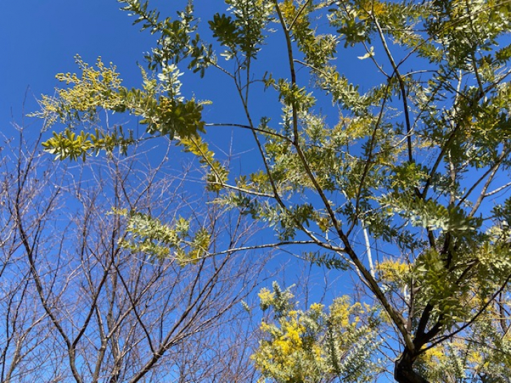 週末はバレンタインデー～３部作「レザベイユ・ショコラ」コラム公開～