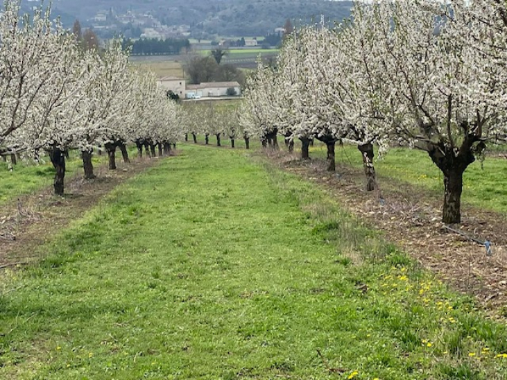 プロヴァンスから届いた春の便り