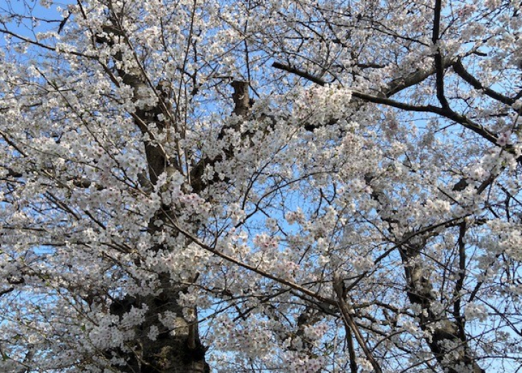 春の光と「スズラン」の便り ＆ 新しいハチミツ「ロンス」のお知らせ