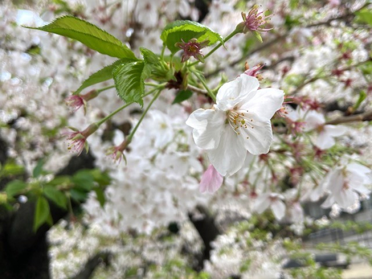 フランスの知恵が詰まった「口腔スプレー」＆ ４月ワークショップのご案内