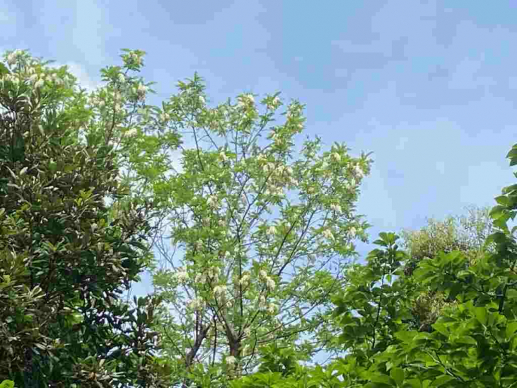 今日はスズラン日、初夏の香りを届ける「オランジュ・プレッセ」５月９日（土）よりスタート♪