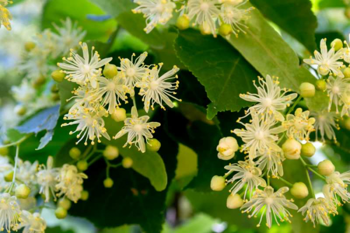 *入荷待ち*ミエル ティユール(菩提樹・リンデンの花)100g 純粋はちみつ