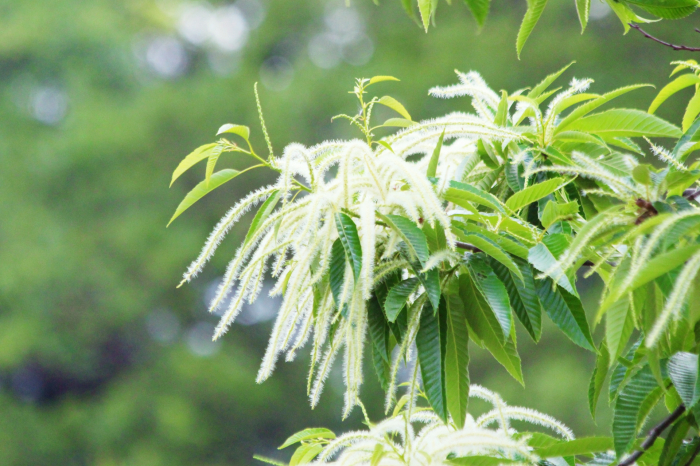 ミエル シャテニエ(栗の花)100g 純粋はちみつ