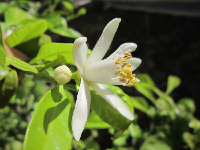 ミエル シトロニエ(レモンの花)100g 純粋はちみつ