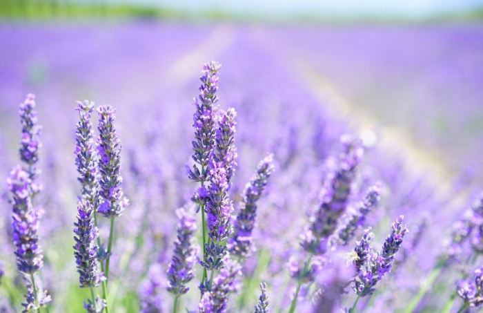 ミエル ラヴァンド(ラベンダーの花)100g 純粋はちみつ