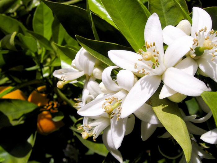ミエル オランジェ(オレンジの花)100g 純粋はちみつ