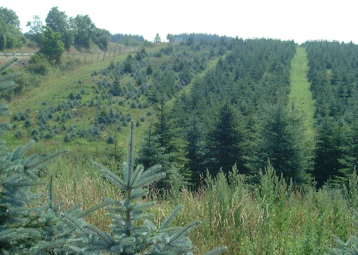 ミエル サパン(もみの木)100g 純粋はちみつ