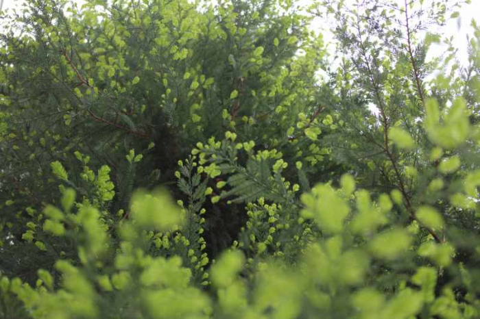 ミエル サパン(もみの木)100g 純粋はちみつ