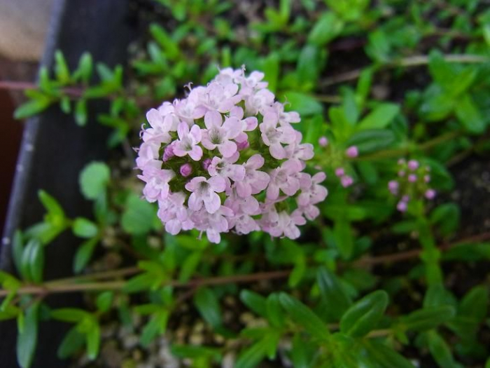 ミエル タム(タイムの花)100g 純粋はちみつ