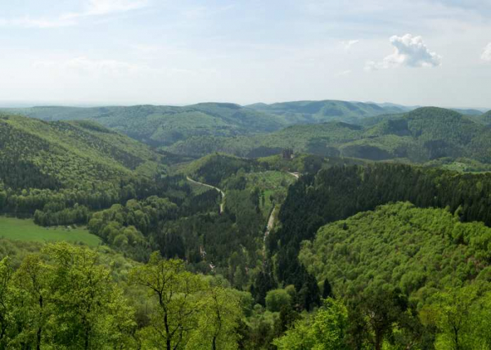 ミエル フォレ（森の植物）250g　純粋はちみつ