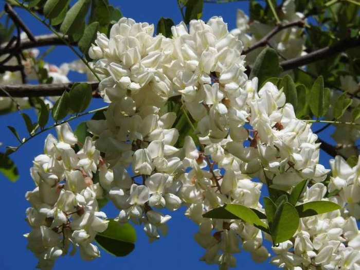 ミエル アカシア(アカシアの花)500g ミエルカップ入り 純粋はちみつ