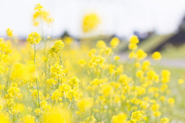 ミエル プランタン(春の花)100g 純粋はちみつ