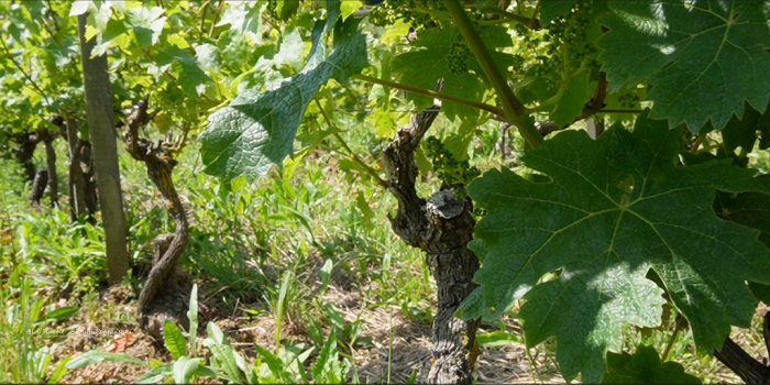 *満員御礼*第30回「フランス紀行2024」店舗開催