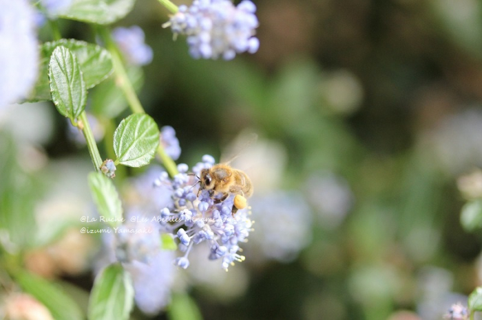 ＊満員御礼＊第35回 「Les Abeilles （ レザベイユ）ミツバチの世界・ミツバチについて」