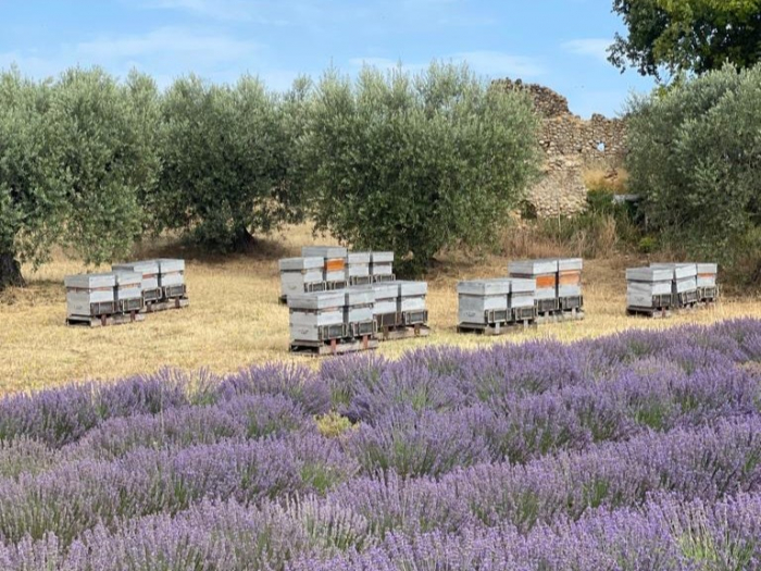 *満員御礼*2025/9/27 (土) 第37回「フランス紀行2025」店舗開催